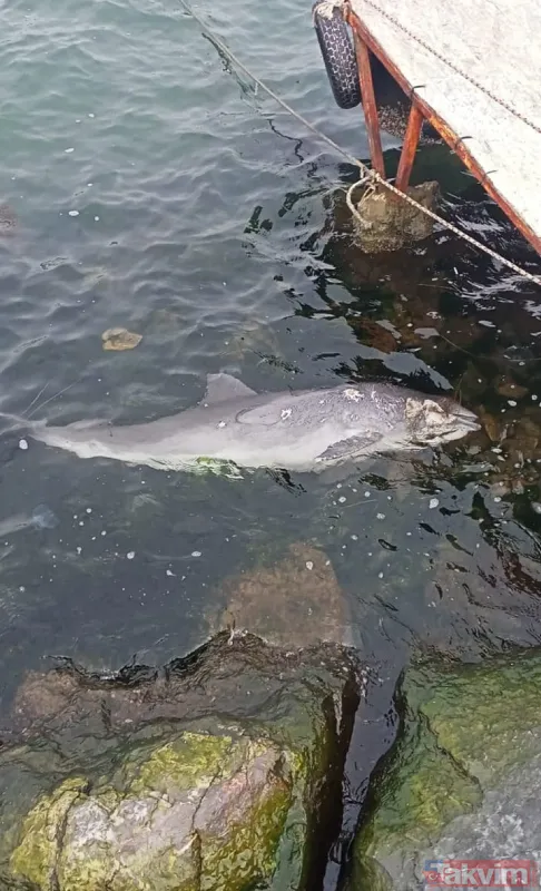 Kocaeli Darıca'da kan donduran vahşet! Canilerin kurşunladığı ölü yunus balığı kıyıya vurdu - 5