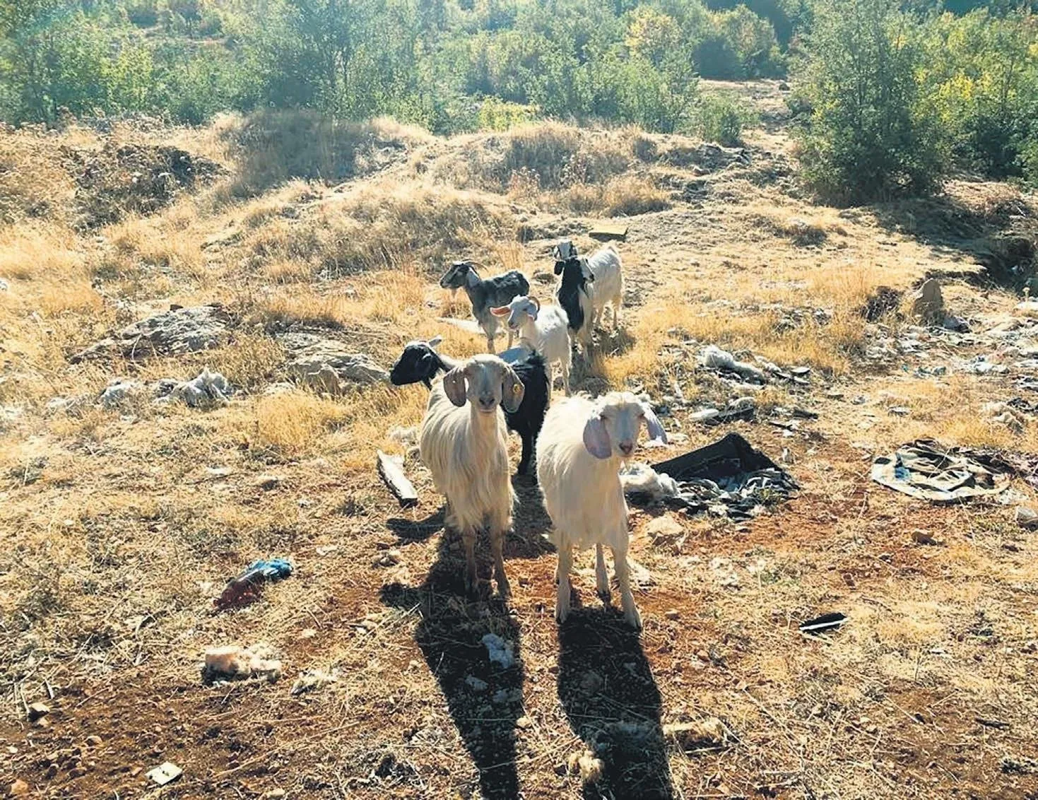 kayip keciler drone sayesinde bulundu yasam haberleri takvim kayip keciler drone sayesinde bulundu yasam haberleri takvim