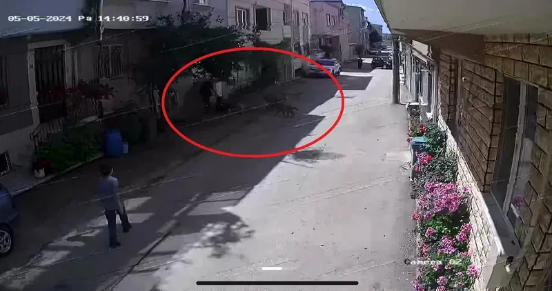 Bursa'da sokak köpeklerinin saldırdığı 3 çocuktan 2'si yaralandı: Olay anı kamerada-1