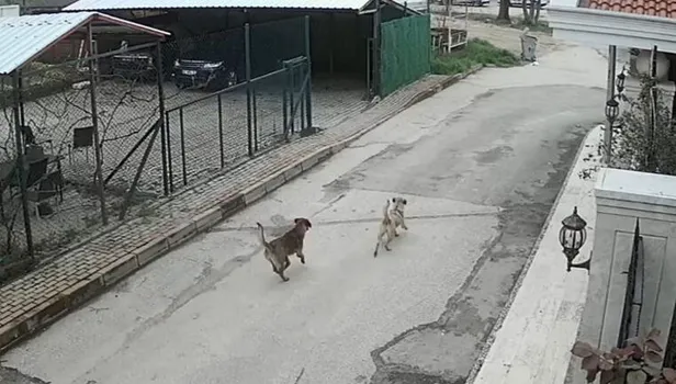 Lüks otomobiliyle gelip, sokak köpeklerine ateş açtı! Bursa'da vahşet