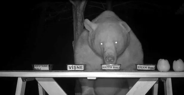 Trabzon’da ayıların bal testi izleyenleri şaşkına çevirdi
