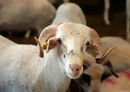 Kurban kanı alna sürülür mü? Abdestsiz kurban kesilir mi? Kurban nasıl kesilir?