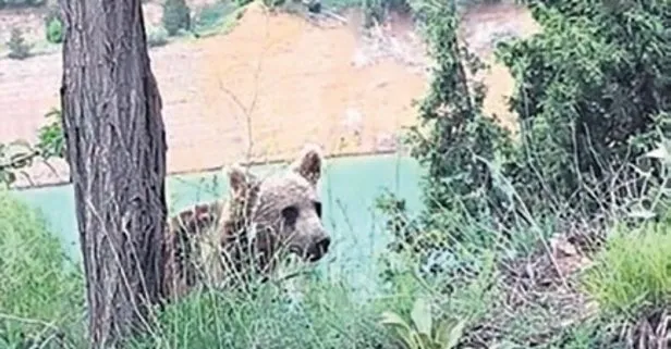 Gezintiye çıktılar yavru ayıyla göz göze geldiler!