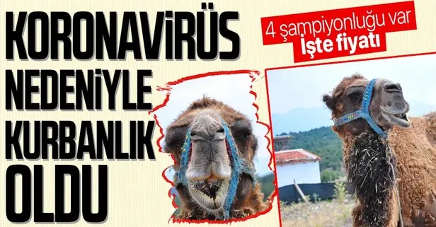 4 şampiyonluğu bulunan 1 ton ağırlığındaki deve Çapkın Kurban Bayramı için 40 bin liraya satışta