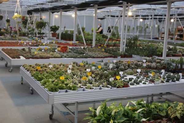 rizede-cay-bahcesini-sokunce-tepki-ceken-grubetci-vatandas-simdilerde-kaktus-taleplerine-yetisemiyor-1609139494854.jpg Koronavirüs salgınında kaktüs taleplerine yetişemiyor! Rizeli gurbetçi çay bahçesini söktü-9