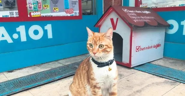 Mar'cat'!