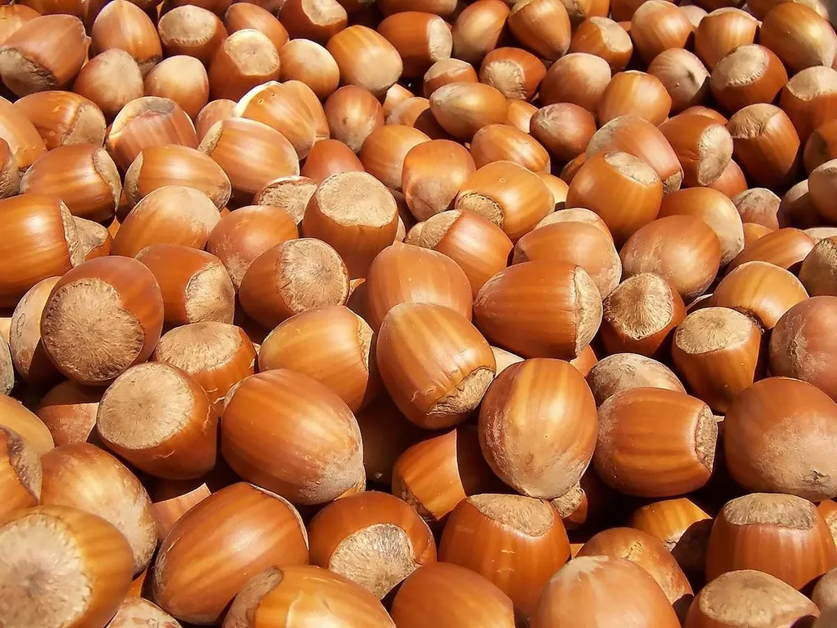 findik-piyasasinda-6-buyuk-tesebbuse-sorusturma-rekabet-kurumundan-ureticiyi-koruyan-hamle-1793464829679.jpeg Fındık piyasasında 6 büyük firmaya soruşturma! Rekabet Kurumu'ndan üreticiyi koruyan hamle-3