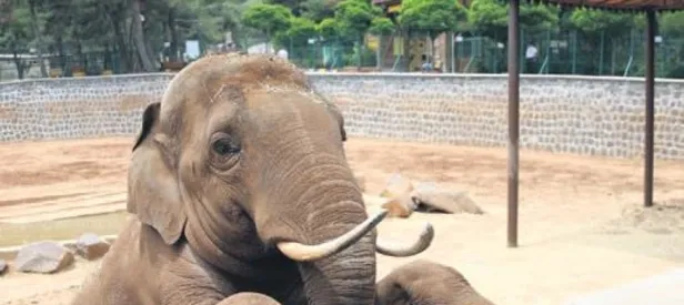 Gabi’ye eş aranıyor