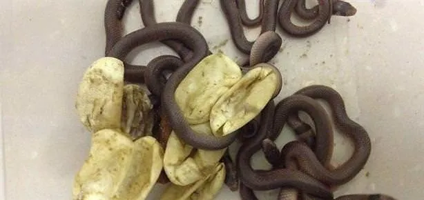 Dolabından bunlar çıktı