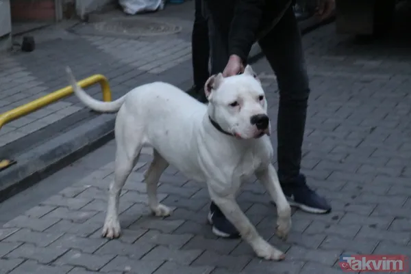 Malatya'da 'pitbull'lu dehşet! Kavga ettiği kişilerin üzerine köpeği saldı: 3 yaralı - 9