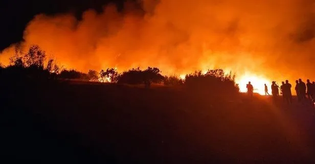 Gaziantep’in Nizip ilçesinde ormanlık alanda yangın! 200 dönüm kül oldu...