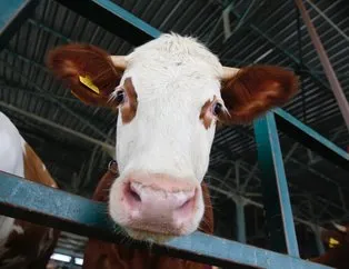 Et ve Süt Kurumu’ndan flaş kurbanlık açıklaması