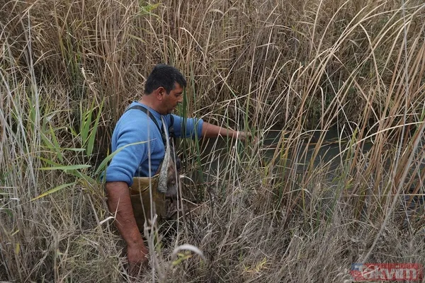 Günlük 900 lira kazanıyorlar! Türkiye'nin birçok ilinden toplanan kurbağalar Avrupa'ya ihraç ediliyor - 30