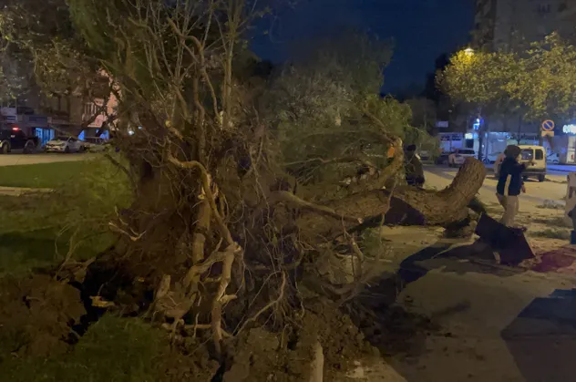 İzmir'de fırtına! Çok sayıda ağaç devrildi