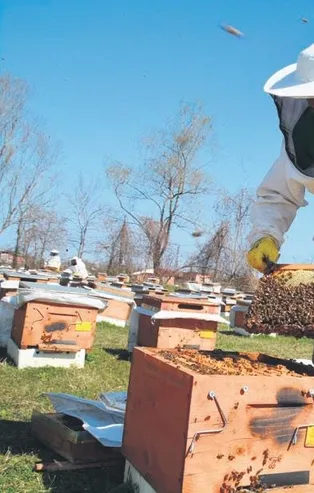 Organik arıcılığa destek! Dikkat 30 Aralık'a kadar yapılması gerekiyor