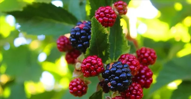 Böğürtlenin faydaları nelerdir? Nelere iyi gelir?