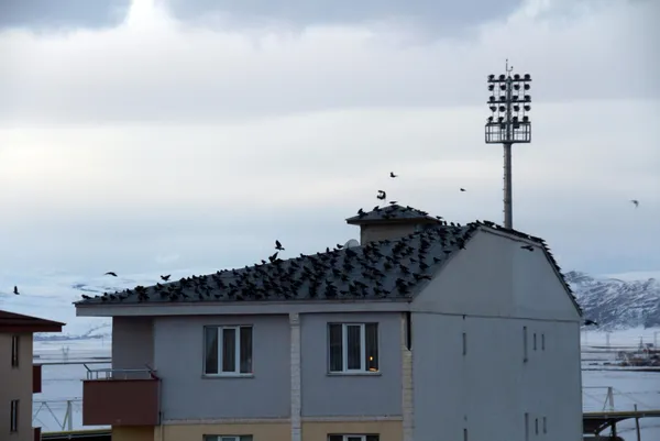 sehri-istila-ettiler-ardahanda-kargalar-korku-filmlerini-aratmiyor-1612940892641.jpg Şehri istila ettiler! Ardahan'da kargalar korku filmlerini aratmıyor-12