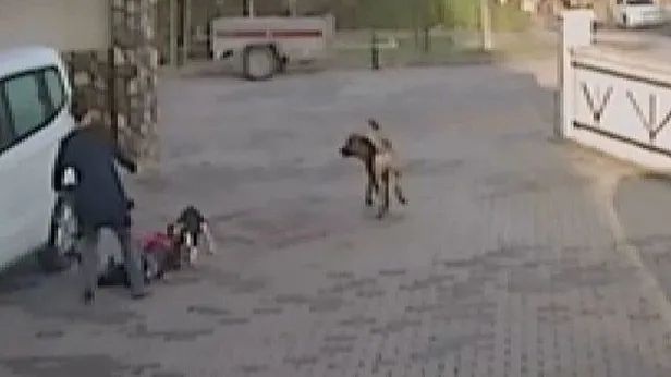 İstanbul'un 25 ilçesi adeta alarm veriyor! Sahipsiz köpeklerin saldırıları ile ilgili ihbarlar arttı-6