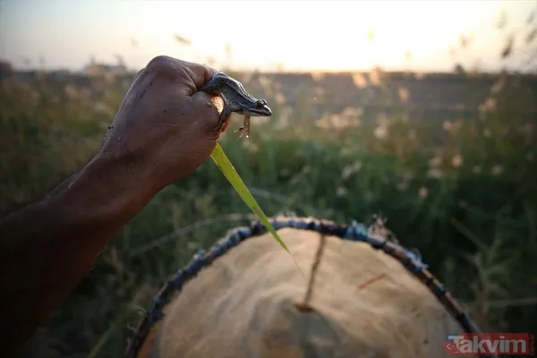 Günlük 900 lira kazanıyorlar! Türkiye'nin birçok ilinden toplanan kurbağalar Avrupa'ya ihraç ediliyor - 12