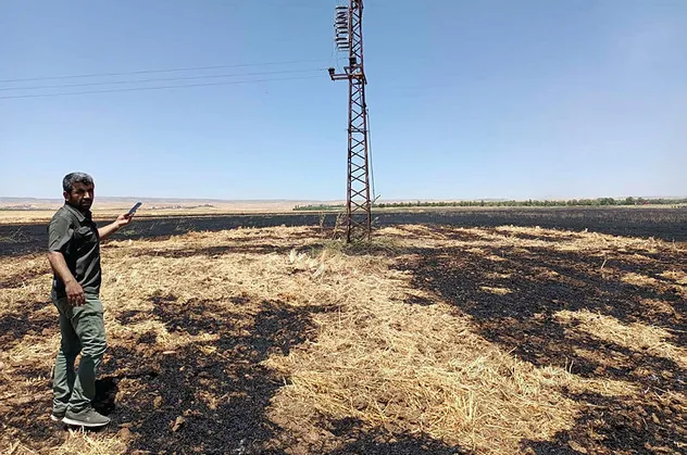 Mardin'de 170 dönüm ekili alan küle döndü