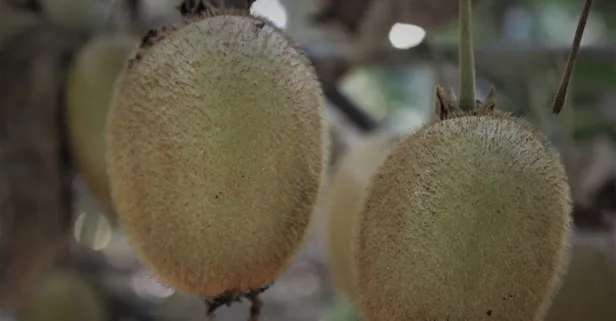 10 dönümden 280 bin lira kazandırıyor! Kivinin fiyatı dalında 7 lira