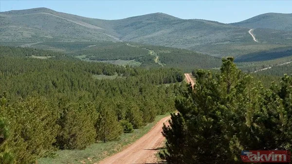 Küllerinden doğan cennet | Çöle benzediği için dizi çekilmişti! Şimdi kocaman orman oldu... İşte büyük mücadelenin sonucu - 3