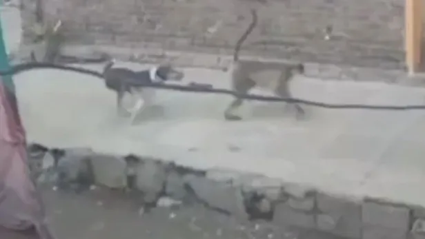 maymunlarin-intikami-agir-oldu-1-maymuna-karsi-250-kopek-yavrusu-1639867256097.jpeg Maymunların intikamı ağır oldu! 1 maymuna karşı 250 köpek yavrusu...-3