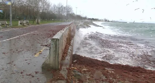 Caddebostan Sahili kırmızı yosunlarla kaplandı