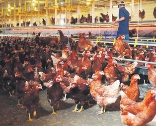 Çin’e Türk tavuğu