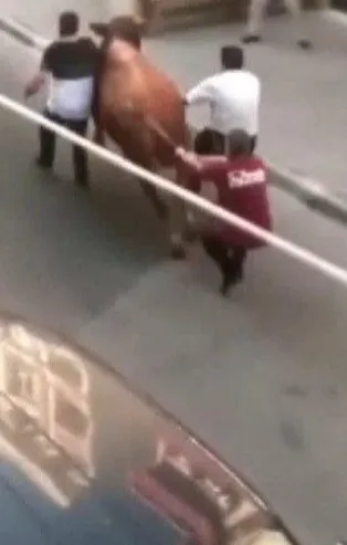 İstanbul'da kaçak boğa operasyonu