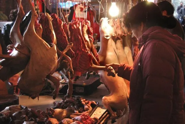 Son dakika: Tüm bildiklerinizi unutun! İşte koronavirüsü yayan hayvan!-4