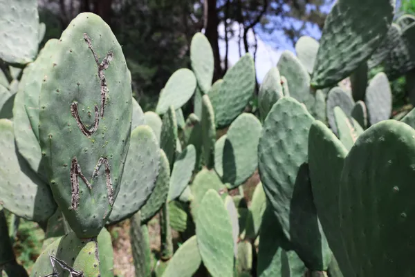 kafaya-bak-asklari-olumsuz-olsun-diye-antalya-olimpos-antik-kentinde-opuntia-turu-kaktuslere-isimlerini-yazip-1651906828552.jpg Kafaya bak! Aşkları ölümsüz olsun diye Antalya Olimpos Antik Kenti'nde Opuntia türü kaktüslere isimlerini yazıp şekil çizdiler-11