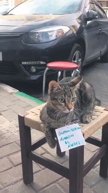 Avcılar’da bir kadın boğazı kesilerek öldürüldü (Yaşam haberleri)-8