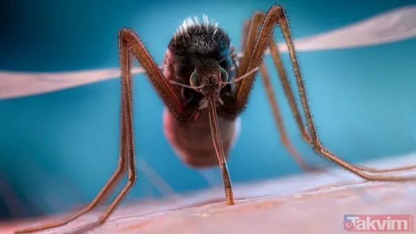 Bir ısırıkta gelen ölüm! Dünyanın en tehlikeli 10 böceği açıklandı - 2