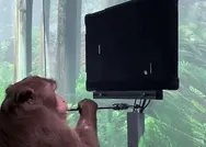 Elon Muskın Neuralink beyin çipi maymun üzerinde denendi: Daha zor oyunları oynayabilecek