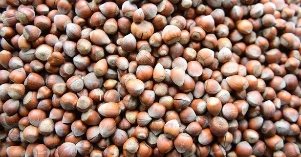 En fazla fındık İtalya’ya gitti