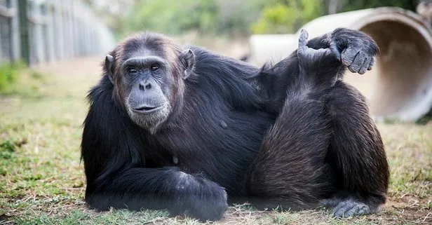 Hollanda’da hayvanat bahçesinden kaçan iki şempanze vurularak itlaf edildi