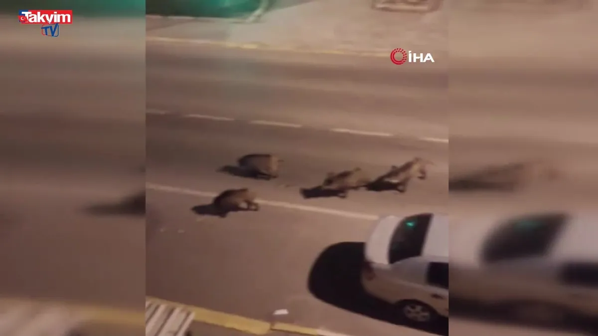 Balçova, Narlıdere, Bornova… Yaban domuzları şehir merkezine indi