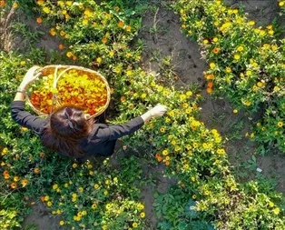 Aynısefadan destek al
