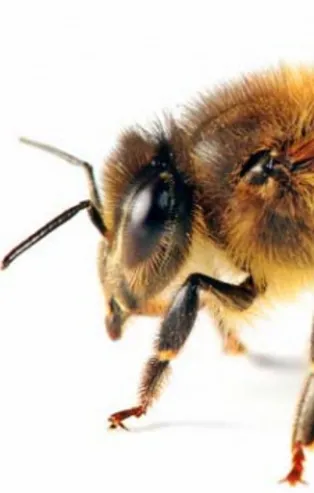 Rüyada arı görmek ne anlama gelir?