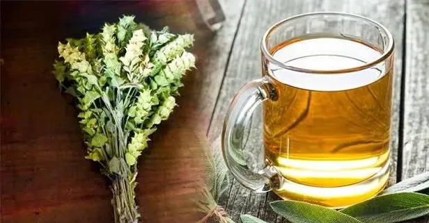 Antibiyotiği bırak adaçayına bak