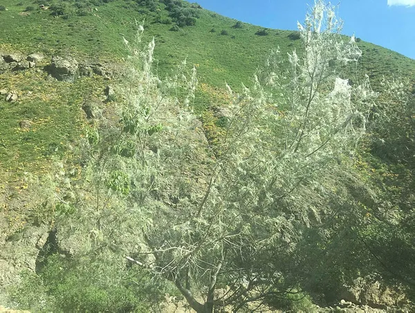 sirnakin-beytussebap-ilcesi-tarim-ve-orman-ugradi-1591948957762.jpg Şırnak'ın Beytüşşebap ilçesi tırtıl istilasına uğradı-3