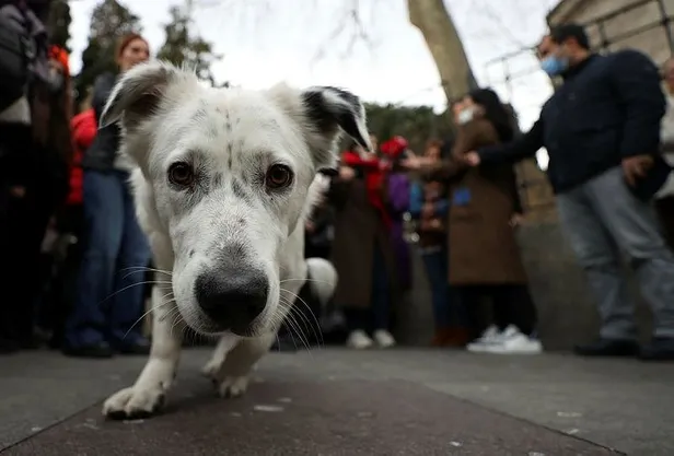 istanbul-besiktasta-sokak-kopekleri-icin-eylem-yaptilar-1640721856243.jpeg İstanbul Beşiktaş'ta sokak köpekleri için eylem yaptılar!-4