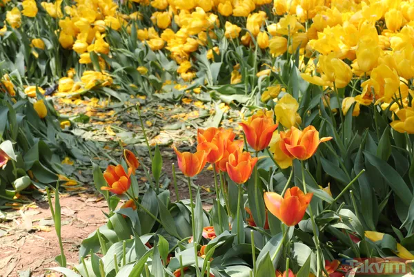 İstanbul Gülhane Parkı 10 katı ziyaretçi ağırladı! Laleler talan edildi - 20