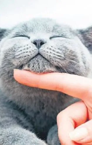 Koltuktaki tüylere dert etmeyin | Pratik bilgiler