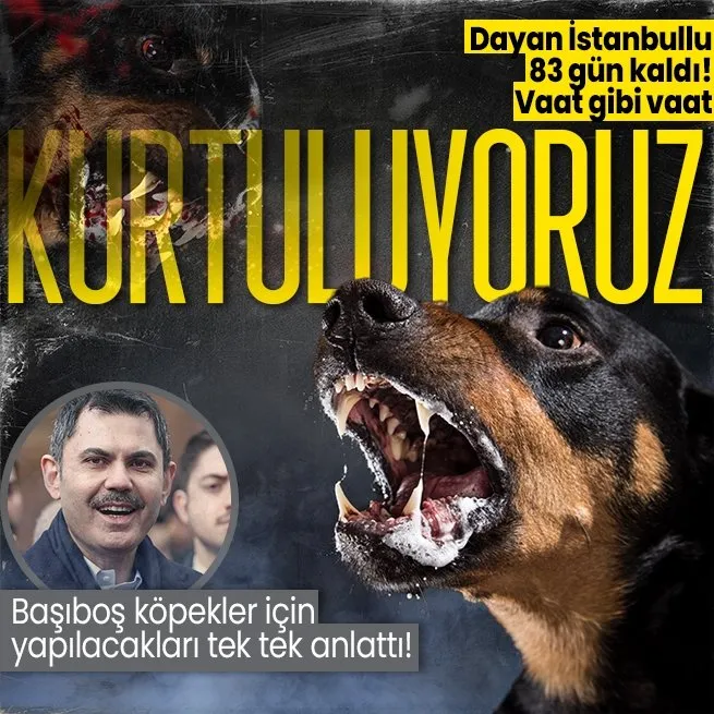 İstanbuldaki başıboş sokak köpeği sorunu nasıl çözülecek? Cumhur İttifakının İBB adayı Murat Kurum tek tek anlattı