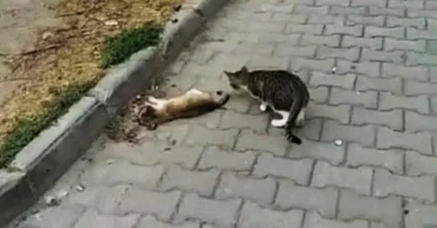Vicdansızlık! Çanakkale’de çok sayıda kedi zehirlenerek öldürüldü