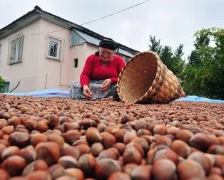 Fındık üreticisine müjde!
