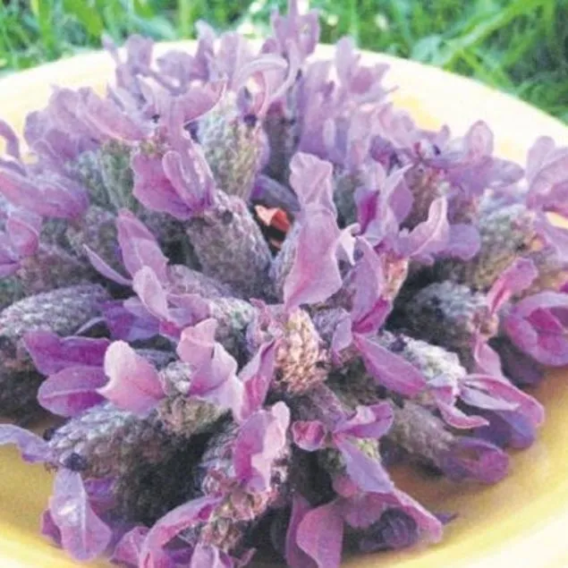Ağrıya lavanta