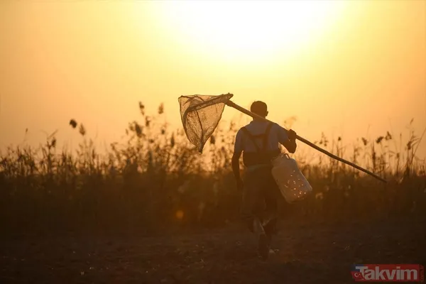 Günlük 900 lira kazanıyorlar! Türkiye'nin birçok ilinden toplanan kurbağalar Avrupa'ya ihraç ediliyor - 9